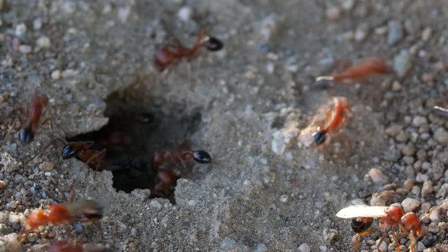 Red Black Winged Ants wings