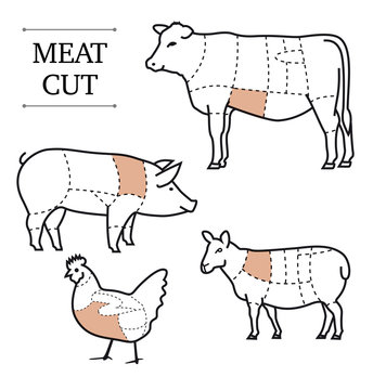 Diagram of cutting meat. Set of vector signs on white background. Ready for use in design.