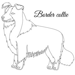 Border Collie dog outline
