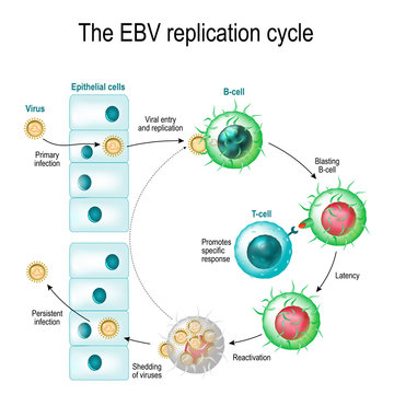 The Epstein–Barr virus replication cycle