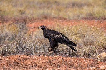 Eagle Australian