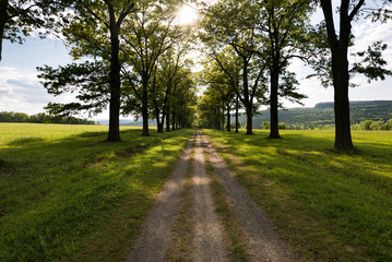 Road to Mohonk Mountain House from the Testimonial Gateway in New Paltz New York. Tree lined trail through a green pasture at sunset. - obrazy, fototapety, plakaty