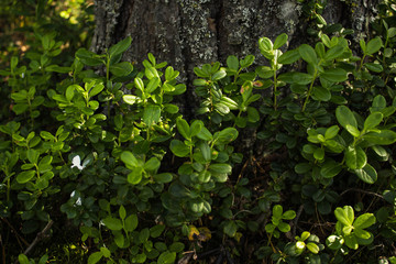 Bushberry bushes near the tree