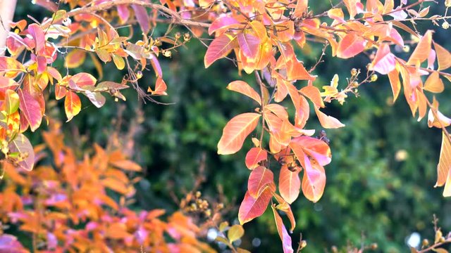 4k Autumn leaves of Crepe Myrtle tree with lens flare from the afternoon sun, handheld panning.