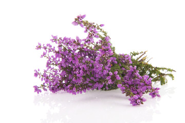 Purple Heath flowers