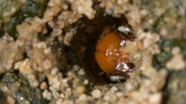Northern dune tiger beetle larva 