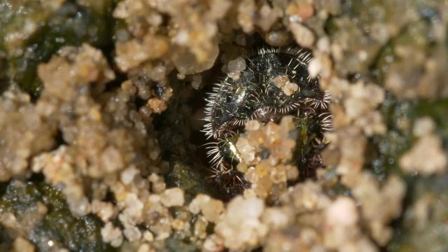 Northern dune tiger beetle larva (Cicindela hybrida)