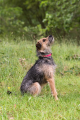 Terrier sitting in grass with trees in background looking up and to the right