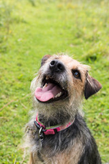 Terrier sitting in field looking up at camera with mouth open and tongue out