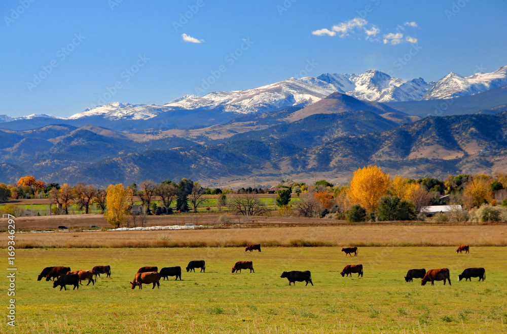 Wall mural Cattle ranch near Boulder, Colorado