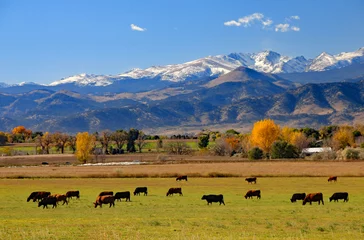 Foto op Canvas Cattle ranch near Boulder, Colorado © Jim Glab