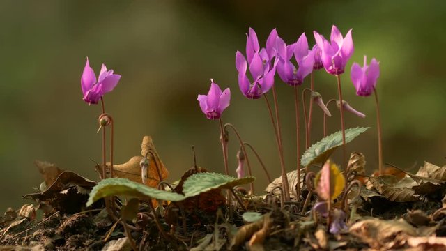 Purple cyclamen (Cyclamen purpurascens)