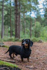 Miniature dachshund in woodland