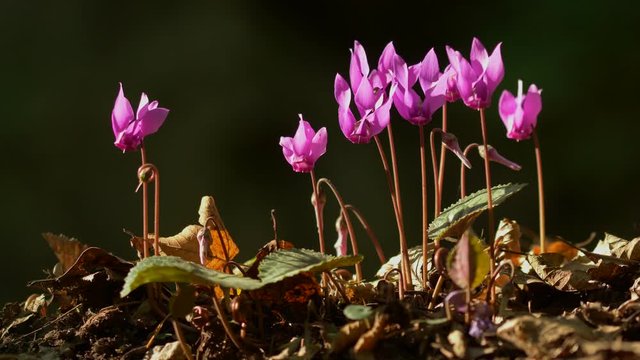 Purple cyclamen (Cyclamen purpurascens)