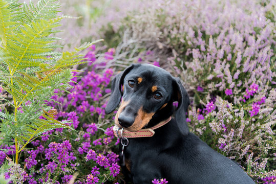 Portrait of black and tan smooth-haired miniature dachshund sitting in purple heather