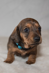 Young miniature dachshund puppy on fluffy white blanket facing camera