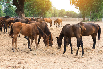 Young race horses eat straw and hey in horse farm with flare light effect.