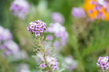 Sweet alyssum (Lobularia maritima or Alyssum maritimum) with purple flowers