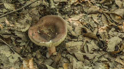 Russula mushroom in leaf forest