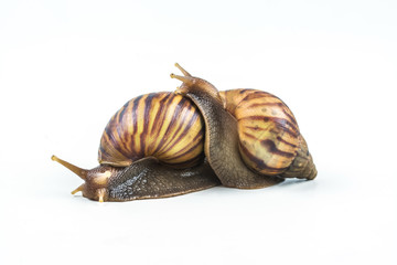 snails on white background  ,Can convey the love of young people or competition
