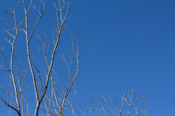 Galhos secos no céu