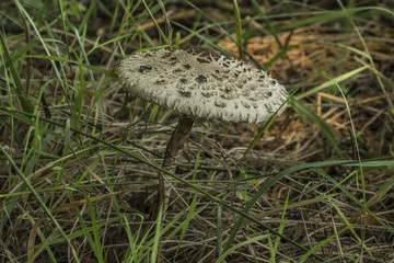 Parasol mushroom in green grass