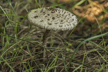 Parasol mushroom in green grass