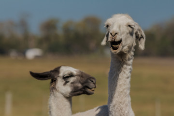 Fototapeta premium Lhamas sorrindo
