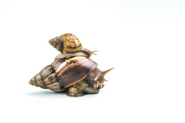snails on white background  ,Can convey the love of family or Love between mother and child