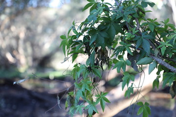 Perth Secret Garden Hanging Vines