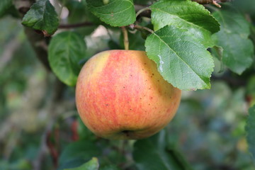 Apfel am Baum