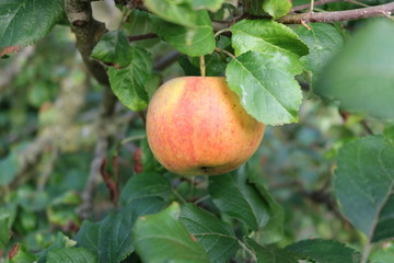 Apfel am Baum