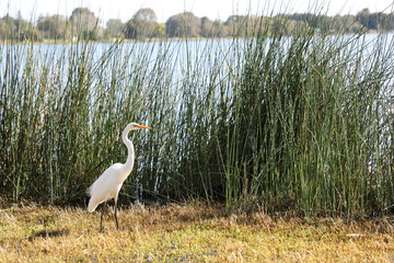 Fototapeta premium Lake Monger