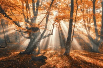 Gordijnen Magisch herfstbos met zonnestralen in de avond. Bomen in mist. Kleurrijk landschap met mistig bos, gouden zonlicht, oranje gebladerte bij zonsondergang. Fairy bos in de herfst. Herfstbos. Betoverde boom © den-belitsky