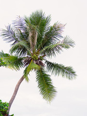 Coconut tree with sky..