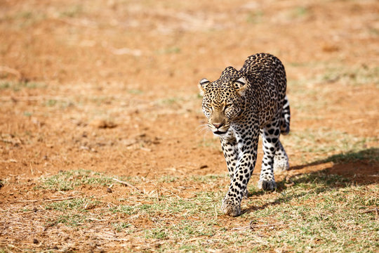 Wild leopard in Africa