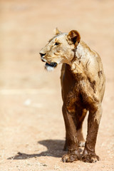 Female lion in Africa