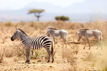 Fototapeta premium Plains and Grevy’s zebras