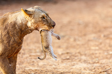 Female lion with cub