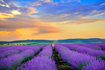 Naklejka na ściany i meble Happy girl in platitse rejoices and runs in the lavender field at sunset