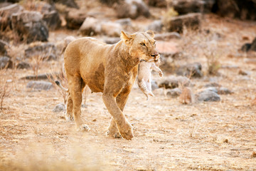 Female lion with cub