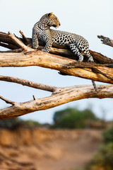 Fototapeta na wymiar Leopard on a tree