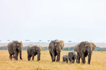 Papier Peint photo Éléphant Éléphants en Afrique