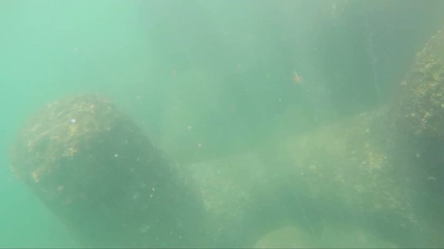 Underwater fisherman from an ambush, caught a fish. Portuguese Sargo