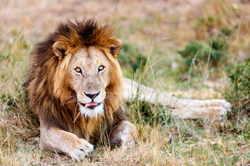 Obraz na płótnie Canvas Male lion in Africa