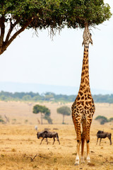 Girafe dans le parc safari