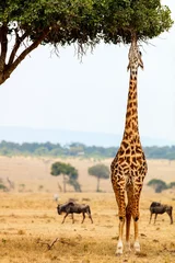 Crédence de cuisine en verre imprimé Girafe Girafe dans le parc safari