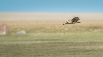 Burrowing Owl