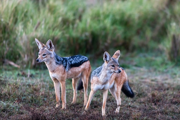 Obraz premium Two jackals