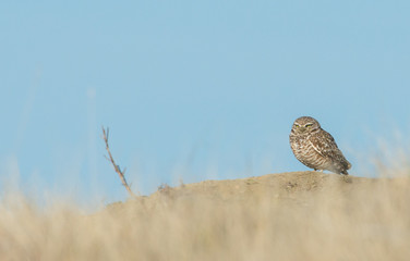 Burrowing Owl